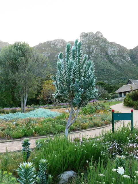 Mga resulta ng larawan para sa Leucadendron argenteum Silver Tree , a rare tree found in the Table Mountain, South Africa"