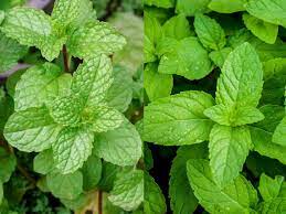 Spearmint is the most subtle of all mints and has therefore been used historically in food preparation. Spearmint Vs Peppermint What S The Difference Organic Facts