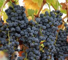 ripeness in viticulture wikipedia