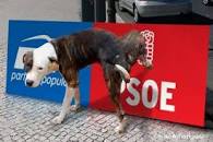 Resultado de imagen de perro menado psoe