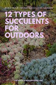 You can look up what growing zone you're in to determine what succulents will work for you outside. 12 Types Of Succulents For Outdoors Build An Awe Inspiring Garden Today Succulent Alley