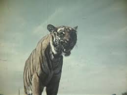 Tiger Hunting | Hunts Of The Past ...