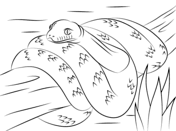 burmese python coloring page free printable pages coloriage pirate