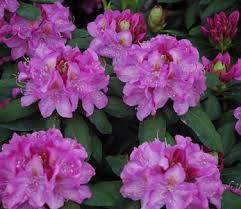 We did not find results for: Rhododendron Catawbiense Roseum Elegans Catawba Rhododendron From Pleasant Run Nursery