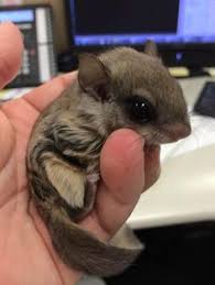 9 Flying Squirrel Pet Ideas In 2020 Sugar Glider Flying Squirrel Pet Flying Squirrel