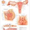 Anatomy atlas free is a content and software development anatomy and physiology learning application. 1