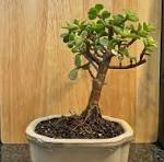 Just starting my Bonsai journey. Inspired by Meehan's ...