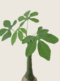 Image result for Adenia glauca
