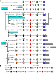 Intron-Exon structure of Group I Nme genes in chordates. (A)... | Download  Scientific Diagram