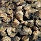First Friday Oysters in Chester! — Tucker Oyster Co. event image