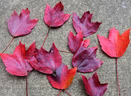 Using Georgia Native Plants: A Fall Profile: Maples
