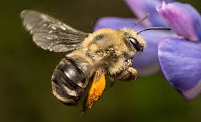 Mcmahan, phd., oregon state university extension for yamhill county. Beyond Toxics Save Oregon S Bees