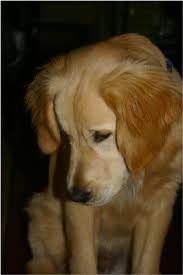 Is my puppy growing as it should? Adoption Smudge Purebred Golden Retriever