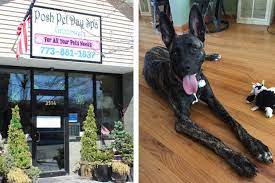 Pet day spa near me. Dog Day Care Put A Shock Collar On My Dog Without Permission Owner Says Mt Greenwood Chicago Dnainfo