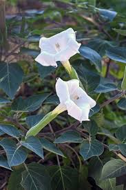 Image result for Datura inoxia