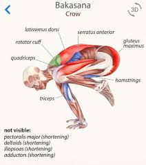 Bakasana Crane Is An Amazing Pose To Develop Arm Strength Core Stability As Well As Focus Follow Our Know Your Asan Yoga Anatomy Yoga Muscles Vinyasa Yoga