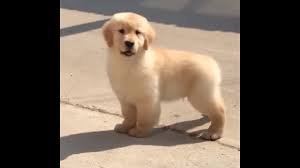 This is a repeat mating and i have daughter here from previous litter who has just had a clear bva eye test and hip and elbow scored with great results. Golden Retriever Puppies For Sale In India 9620233339 In India Pan India Delivery Bangalore Youtube