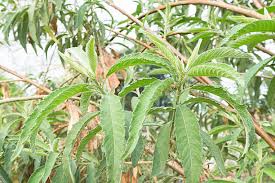 Image result for Blumea