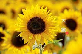 潮女搭配师 型男造型 居家巧匠 美食专家 美妆老师 母婴顾问 户外行者 时尚车主 数码极客 文娱先锋 å¤§æš'å'æ—¥è'µæ'„å½±å›¾å›¾ç‰‡ä¸‹è½½ æ¤ç‰© ç´ å½©å›¾ç‰‡å¤§å…¨