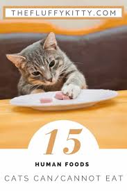 Xylitol (a sugar substitute) chocolate. 15 Human Food Cats Can Eat Cannot Eat Fluffy Kitty