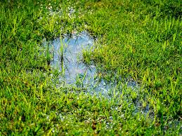 You will likely need to mist the seeded area once a day, possibly more if it's hot and dry outside. Complete Guide To Levelling A Lawn Lovethegarden