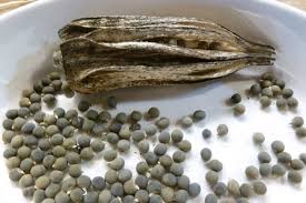 Diyabeti Onleyip Tumor Olusumunu Engelledigi Soylenen Sira Disi Bir Lezzet Bamya Tohumu Yemek Com 2020 Okra Tohum Tibbi Bitkiler