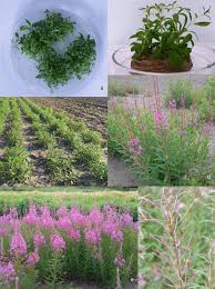 Image result for Sesamum parviflorum