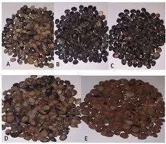 Yönetimindeki 03 kh 161 plakalı mercedes marka kamyon ile çarpıştı. View Of Biodiversity Assessment Of African Locust Bean Parkia Biglobosa Accessions From Savanna And Forest Zones Of Nigeria As Revealed By Seed Storage Proteins And Rapd Markers Genetic Resources