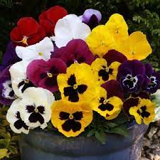 Pansy Flower In Urdu Best Flower Wallpaper