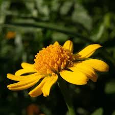 Image result for Pascalia glauca