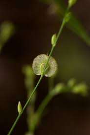 Image result for Limeum fenestratum