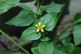 Image result for Calyptocarpus vialis