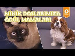 Minik Dostlarimiza Ev Yapimi Odul Mamalari Onedio Yemek Kurabiye Tarifleri Youtube Youtube Yemek