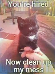 After getting the matted fur clean, i am now a cat owner. Funny Cat Memes 2020 Best Collection Of The Year