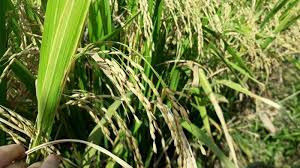 Alat penanam padi ini ada alat manual yang bisa anda gunakan untuk menanam padi di sawah. Batam Punya Sawah Sudah Dua Kali Panen Selama Pandemi Berikut Foto Fotonya Halaman All Tribun Batam