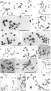 Image result for Aeschynomene sp. B