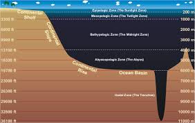 They were established in 1975, but the first deep sea hydrothermal vents , and the life they support, weren't discovered until. Layers Of The Ocean Physical Geography