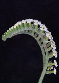 Image result for Heliotropium harareense