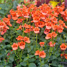 Image result for Diascia