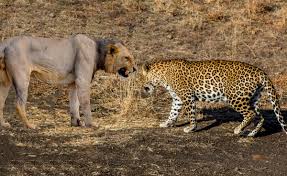 .бюджетное учреждение «объединенная дирекция государственного природного биосферного заповедника «кедровая падь» и национального парка «земля леопарда» им. Leopard Protiv Lva U Kogo Kakie Shansy Zametki O Zhivotnyh Yandeks Dzen