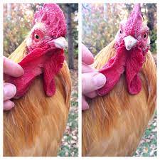 Because of this innate behavior, chickens need the company of other chickens. The Loneliest Rooster A Chicken Story Whole Fed Homestead
