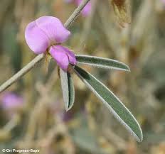 Image result for Tephrosia linearis