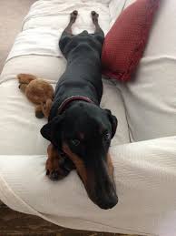 Cora : rDobermanPinscher