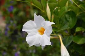 Image result for mandevilla obrázek