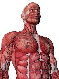 Deep muscle of the back that is located in proximity to the midline is popular in torso. Snapshot Of Muscles In Torso Anatomy 3d Model Male Torso Cgtrader