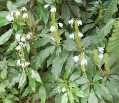 Image result for Ecbolium clarkei