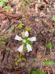 Image result for Satyrium kitimboense