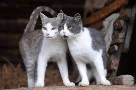 American shorthair grey and white cat breeds. American Shorthair White Novocom Top