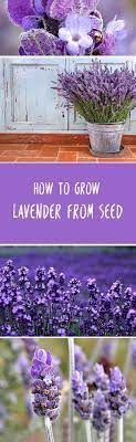How To Grow Lavender From Seed Growing Lavender Plants Flower Garden