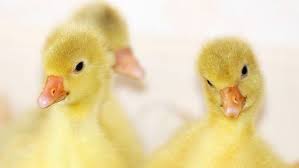 Resultado de imagen para animales domesticos